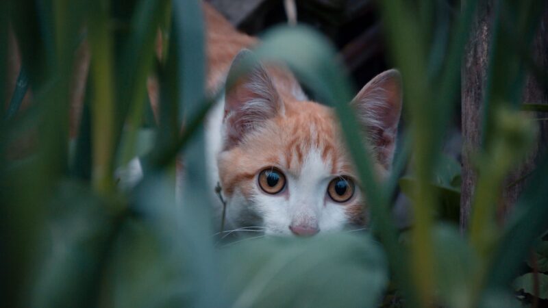 secret of orange cats