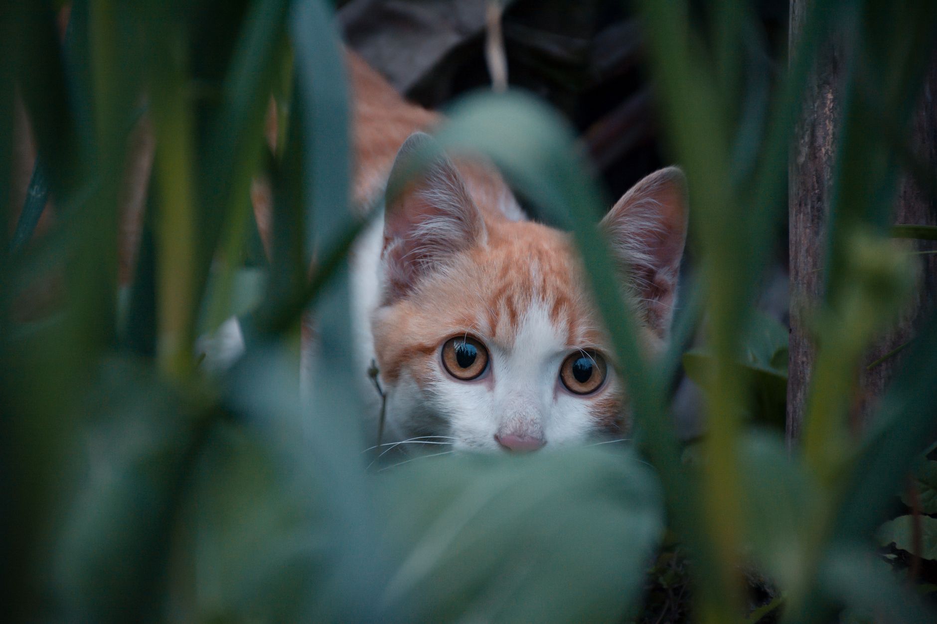 Secret of Orange Cats: Proven Insights for Cat Lovers